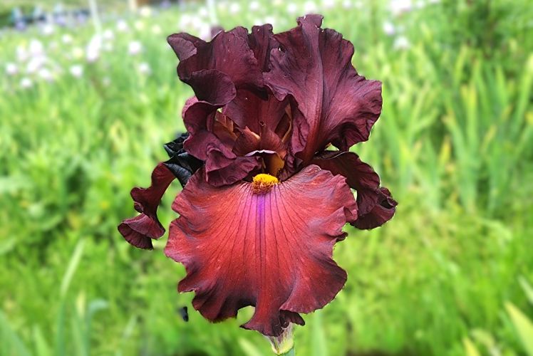 Grateful Red
