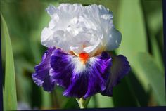 Gypsy Lord Gypsy Lord