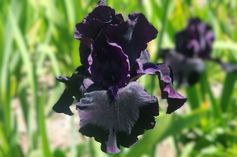 Hello Darkness Hello Darkness