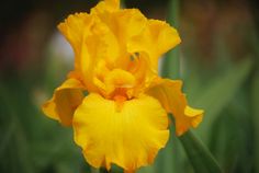 Here Comes the Sun Here Comes the Sun