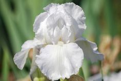 Immortality - Reblooming Iris Immortality - Reblooming Iris