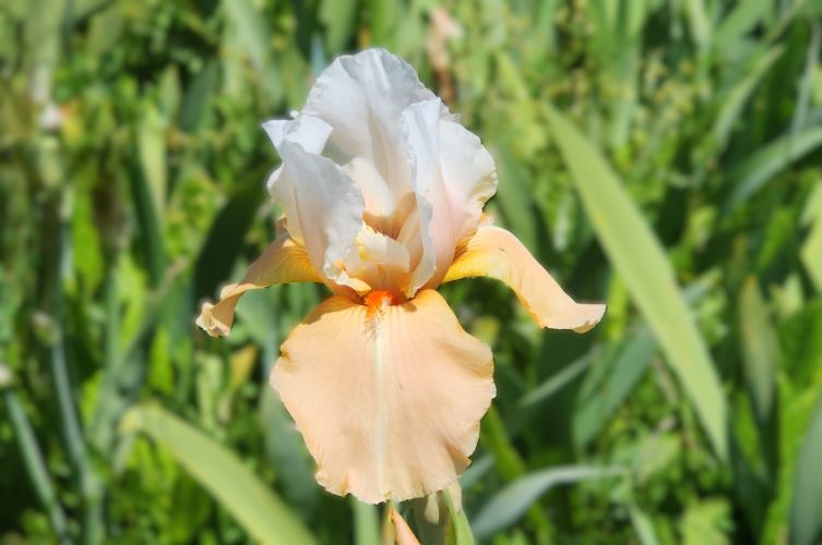 Invitation - Reblooming Iris