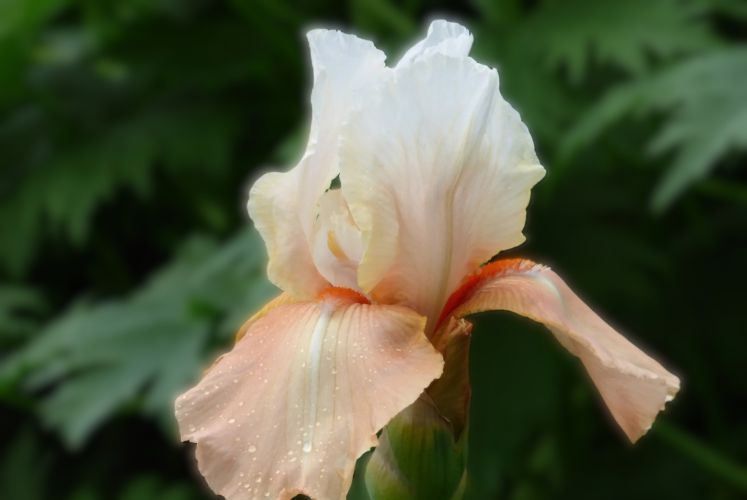 Invitation - Reblooming Iris