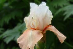 Invitation - Reblooming Iris Invitation - Reblooming Iris