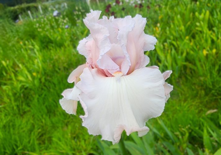 Island Blush