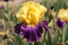 Island Hop Island Hop