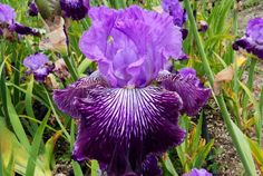 Jawbone Flats Jawbone Flats