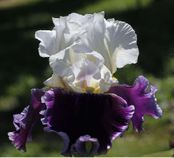 Just The Ticket Just The Ticket