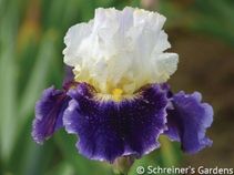 King's Gambit King's Gambit