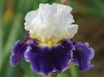 King's Gambit King's Gambit