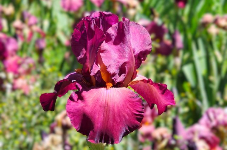 Lady Friend - Reblooming Iris
