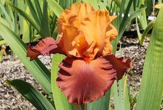 Lovely Senorita Lovely Senorita