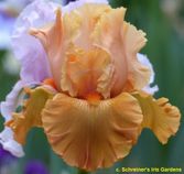 Mai Tai Join You Mai Tai Join You