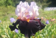 Main Street Main Street