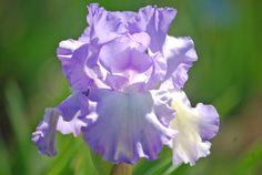 Mary Frances Mary Frances