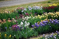Mixed Bag of 10 Named Irises
