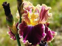 Montmartre Montmartre