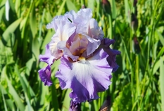 Mother Earth - Reblooming Iris