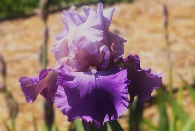 Mother Earth - Reblooming Iris