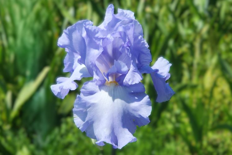 Open Ocean - Reblooming Iris