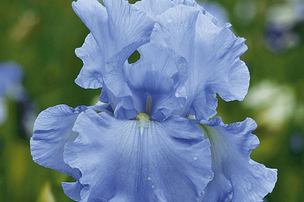 Open Ocean - Reblooming Iris