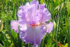 Oui Madame Oui Madame