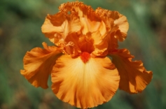  PEACH / ORANGE IRISES