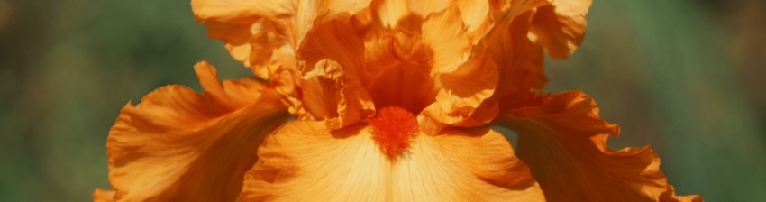 SHOP PEACH / ORANGE IRISES