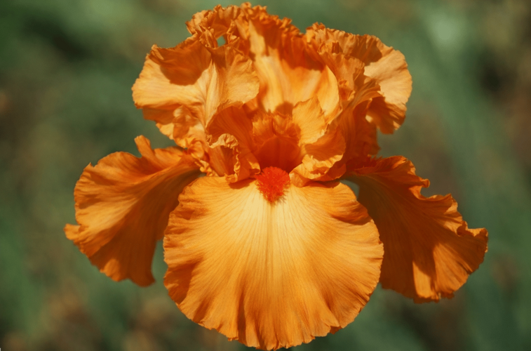  PEACH / ORANGE IRISES