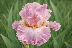PINK IRISES