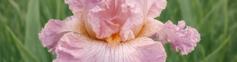 SHOP PINK IRISES