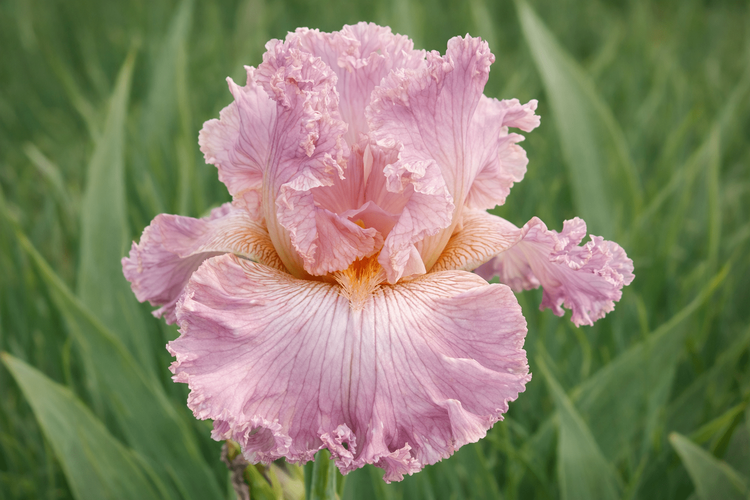 PINK IRISES