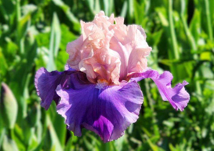Poem of Ecstasy - Occasional Rebloomer