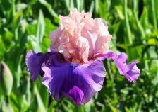 Poem of Ecstasy - Occasional Rebloomer