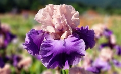 Poem of Ecstasy - Occasional Rebloomer Poem of Ecstasy - Occasional Rebloomer