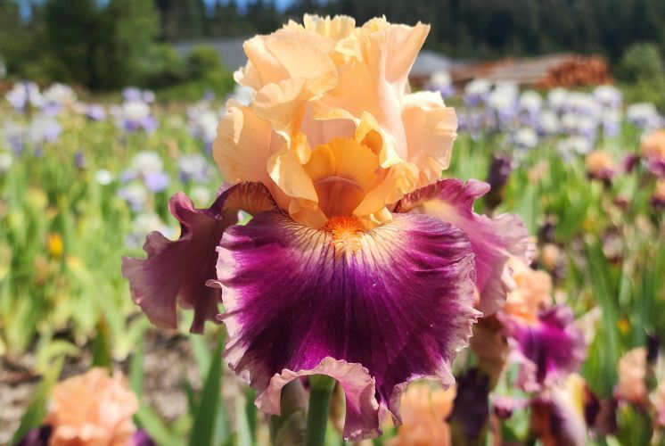 Rasputin - Occasional Rebloomer