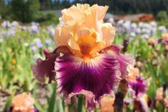 Rasputin - Occasional Rebloomer Rasputin - Occasional Rebloomer