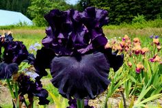 Raven Girl Raven Girl