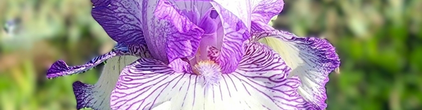 SHOP REBLOOMING IRISES 