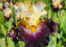 Reckless Abandon Reckless Abandon