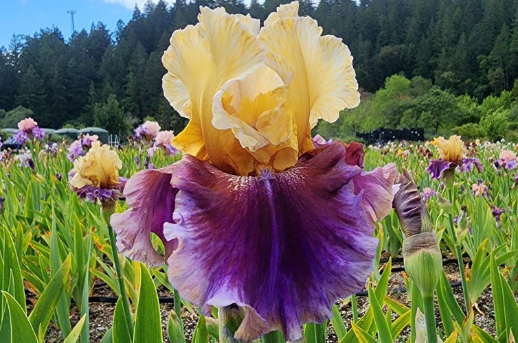 Recurring Delight - Reblooming Iris