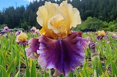 Recurring Delight - Reblooming Iris Recurring Delight - Reblooming Iris