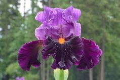 Sharp Dressed Man Sharp Dressed Man