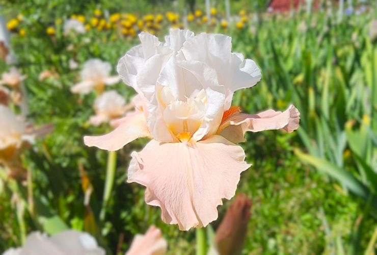 Struck Twice - Reblooming Iris