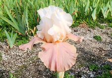 Struck Twice - Reblooming Iris Struck Twice - Reblooming Iris