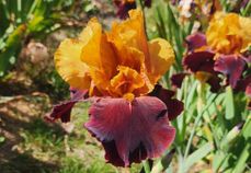 Supreme Sultan Supreme Sultan