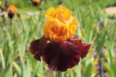 Supreme Sultan 