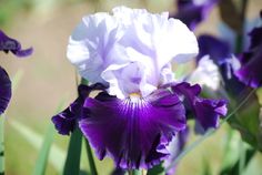 Tempting Fate Tempting Fate