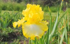 That's All Folks That's All Folks