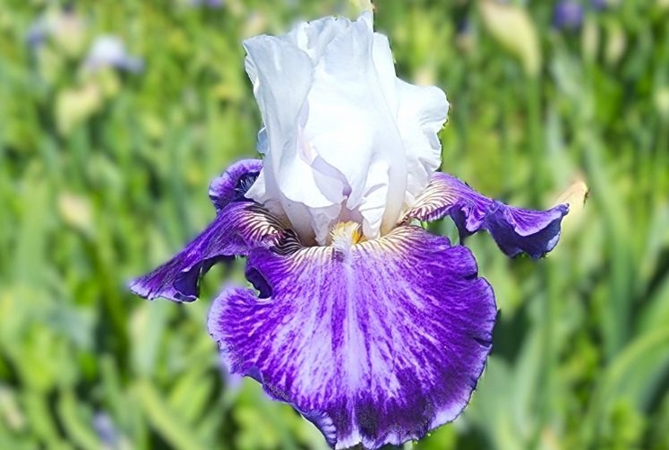 Tillamook Bay - Reblooming Iris